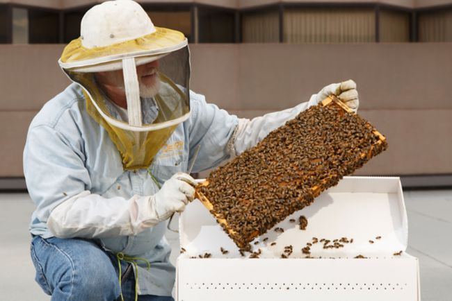 Beekeeper handles a large panel covered in bees