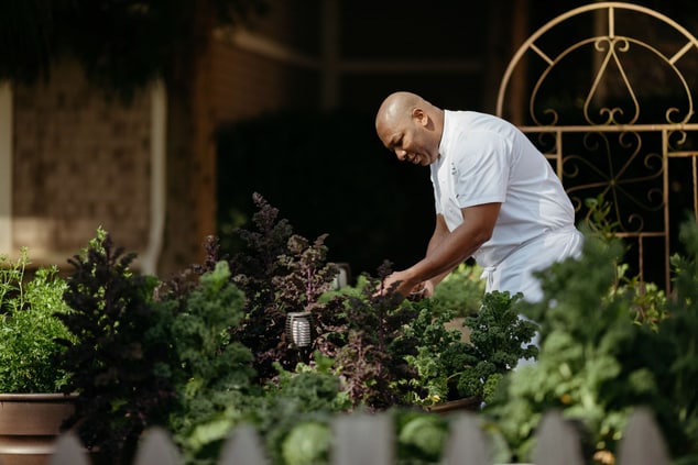 Chef Cutting Rosemary in the Garden.