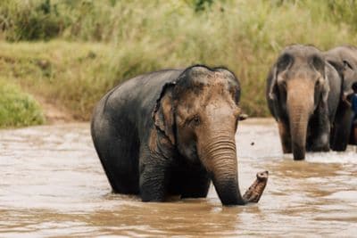 Elephants standing in a river.