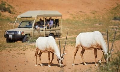 Nature Drive and Arabian Oryx