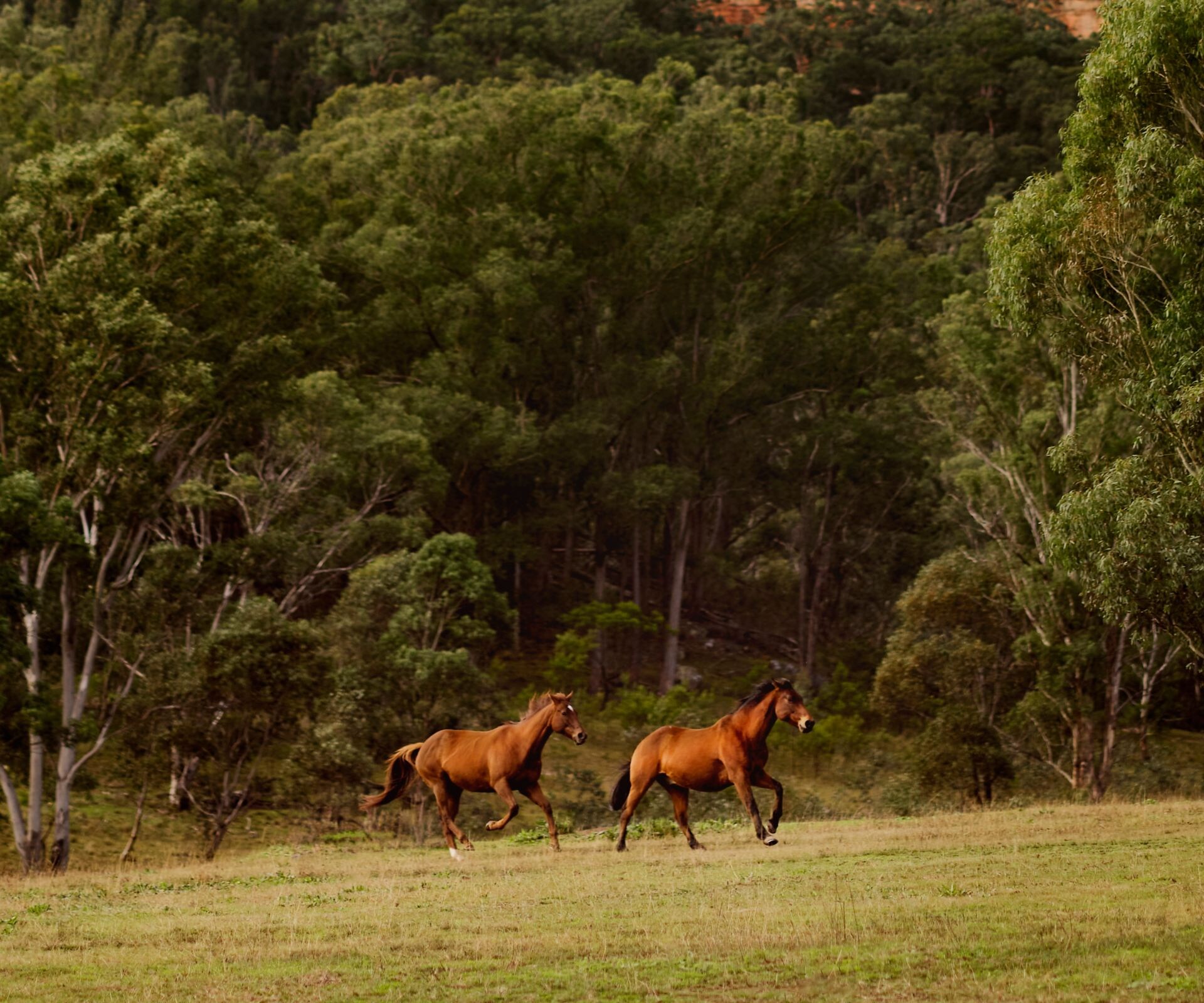 Two horses below sandstone escarpment