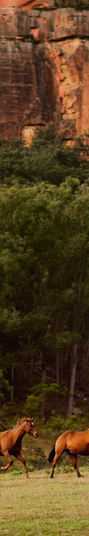 Two horses below sandstone escarpment