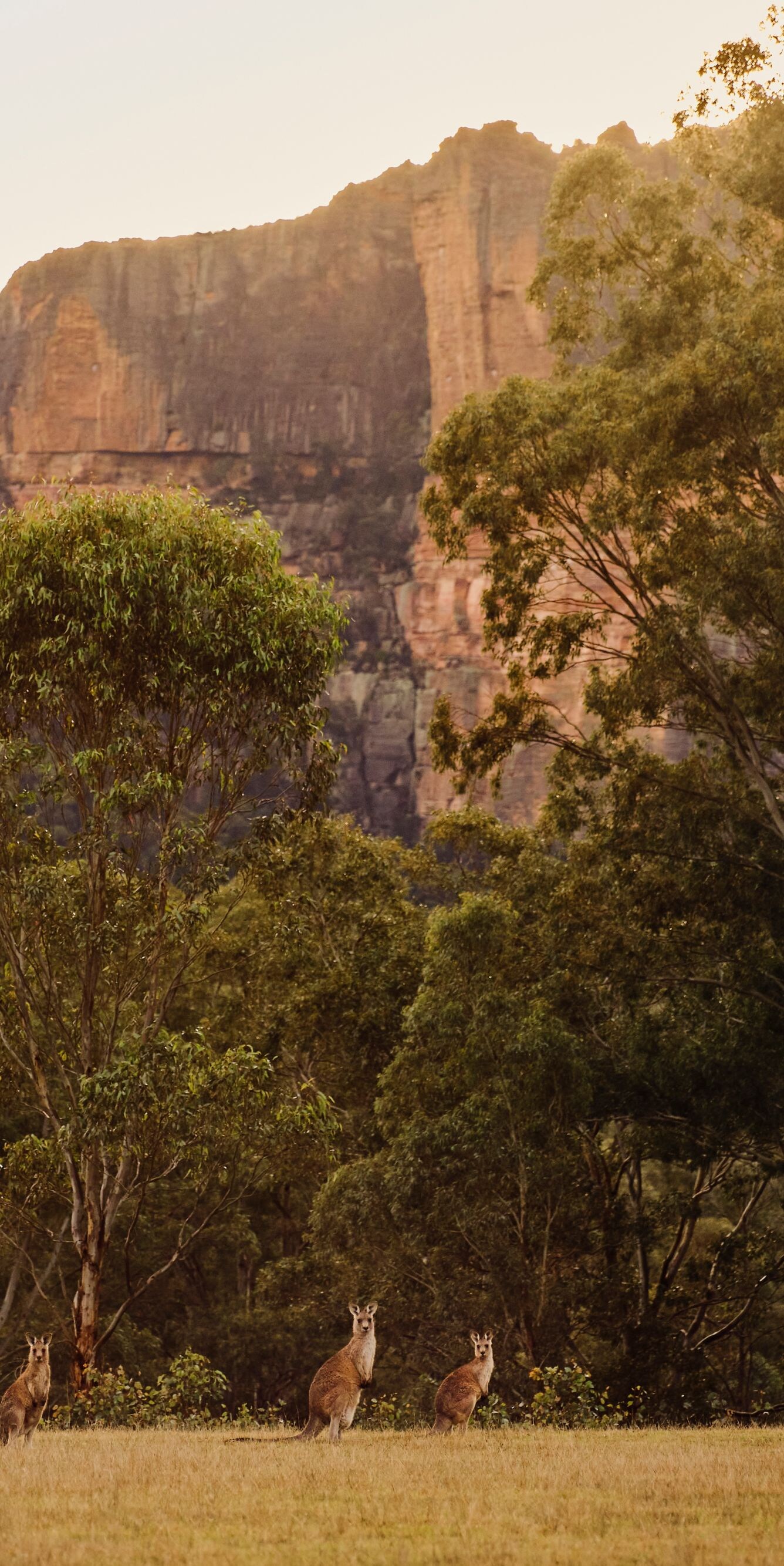 Kangaroos grazing in Wolgan Valley