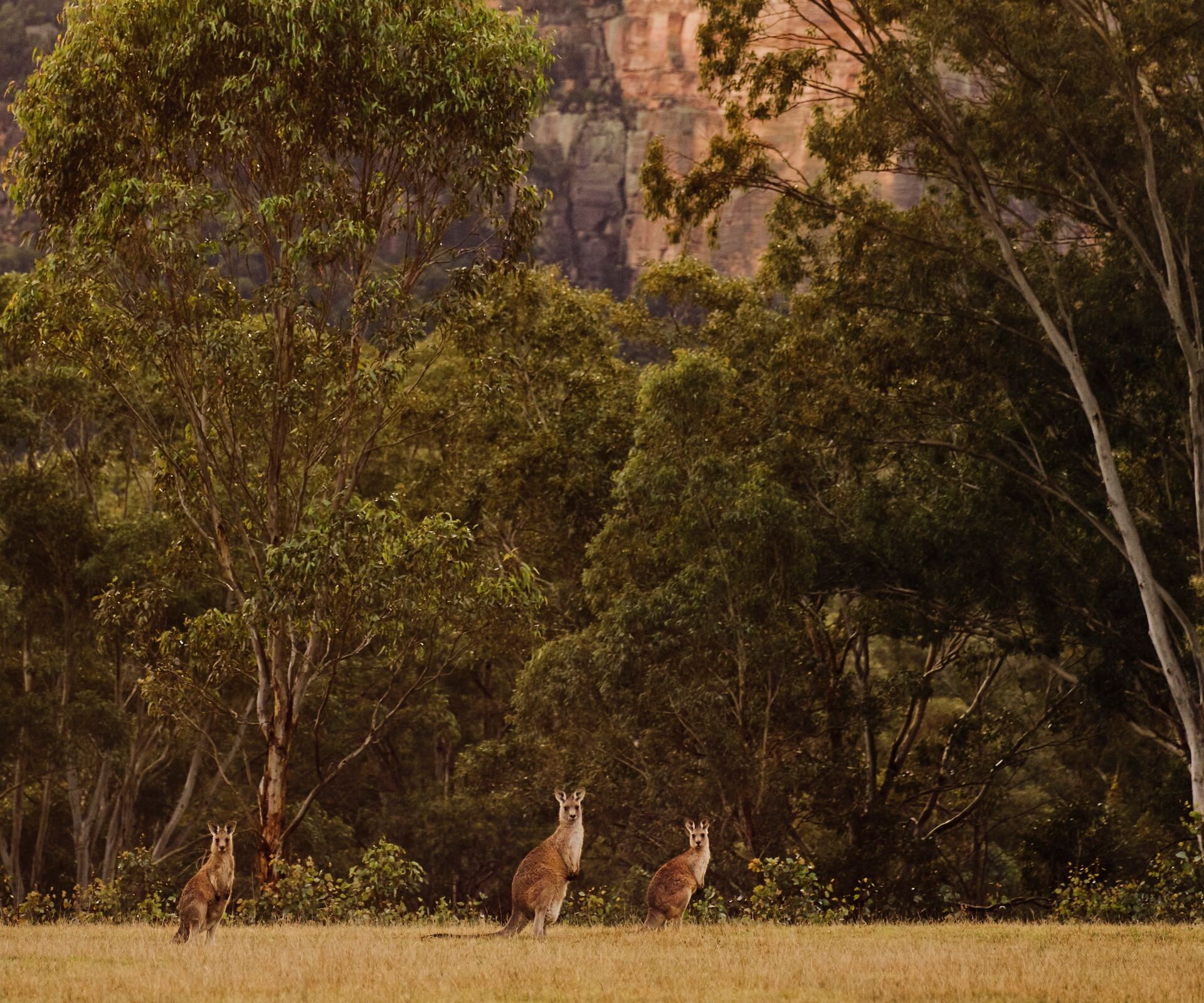 Kangaroos grazing in Wolgan Valley