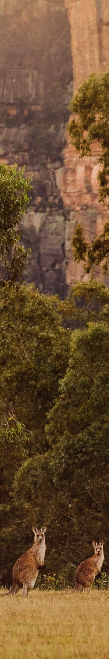 Kangaroos grazing in Wolgan Valley