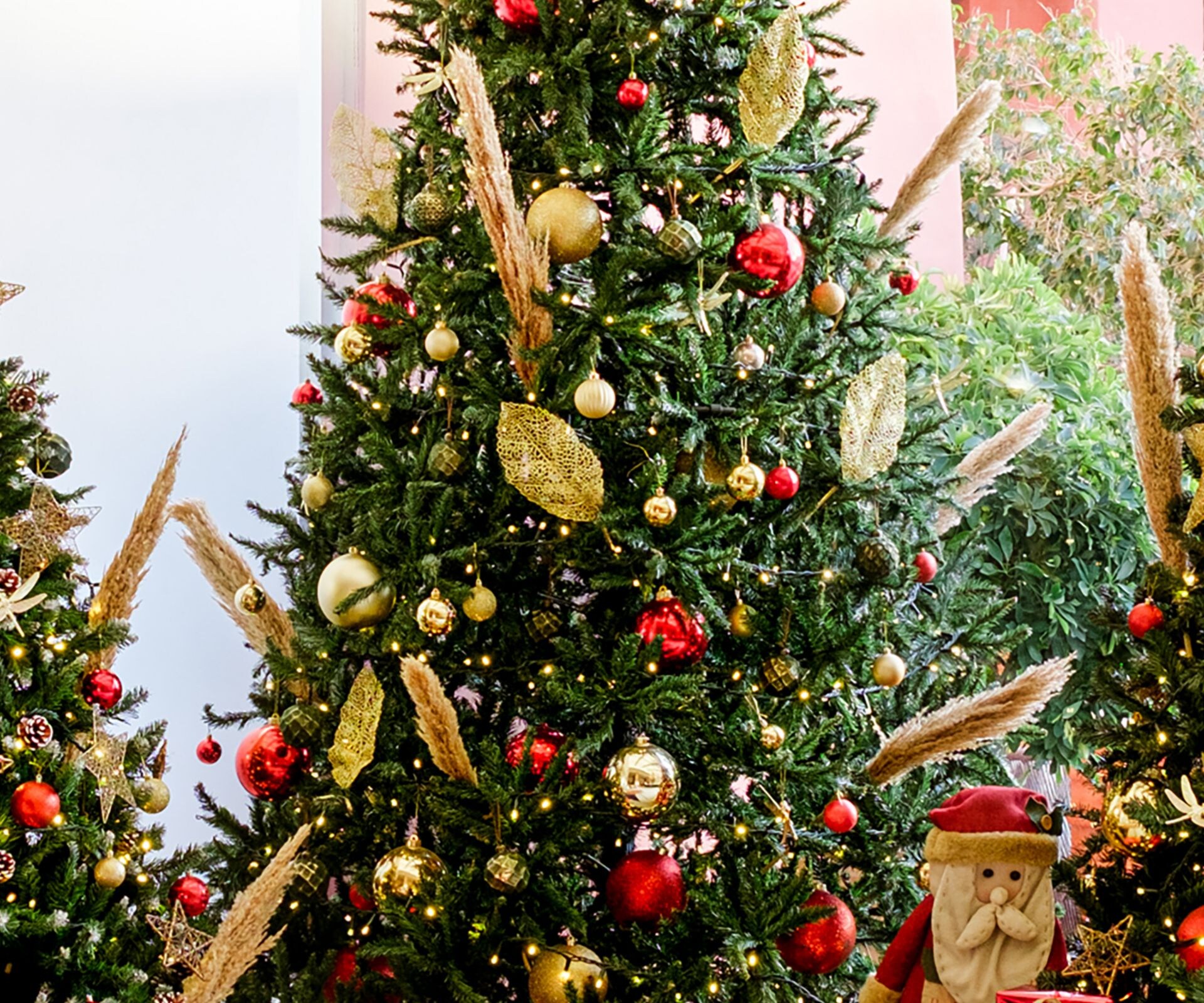 Festive Season, Christmas Trees