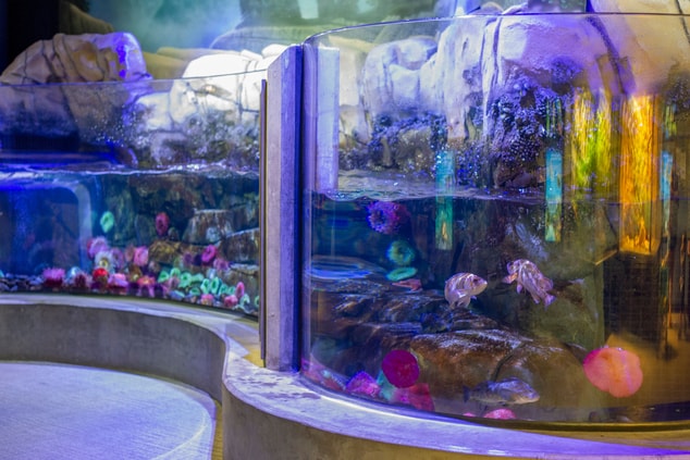 Aquarium fish tank 