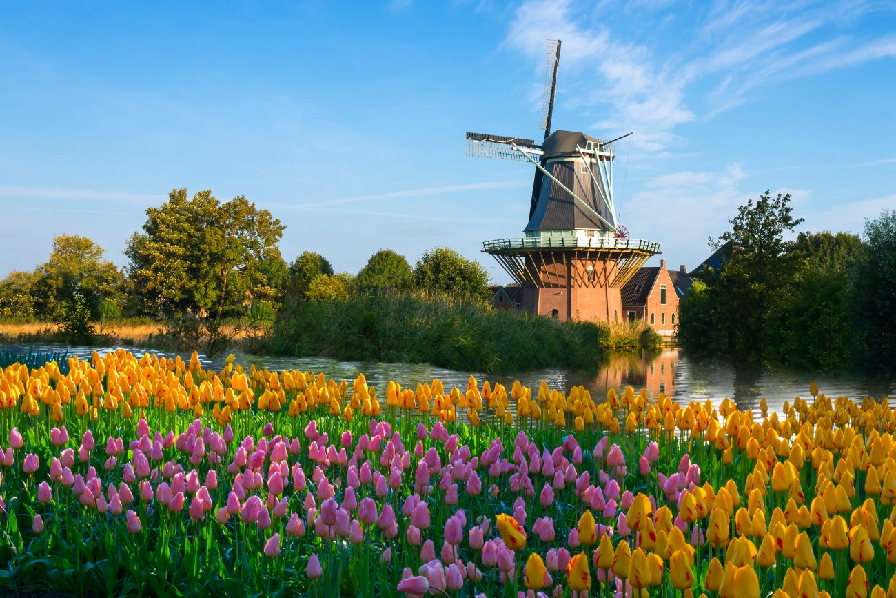 Tulips & Windmill