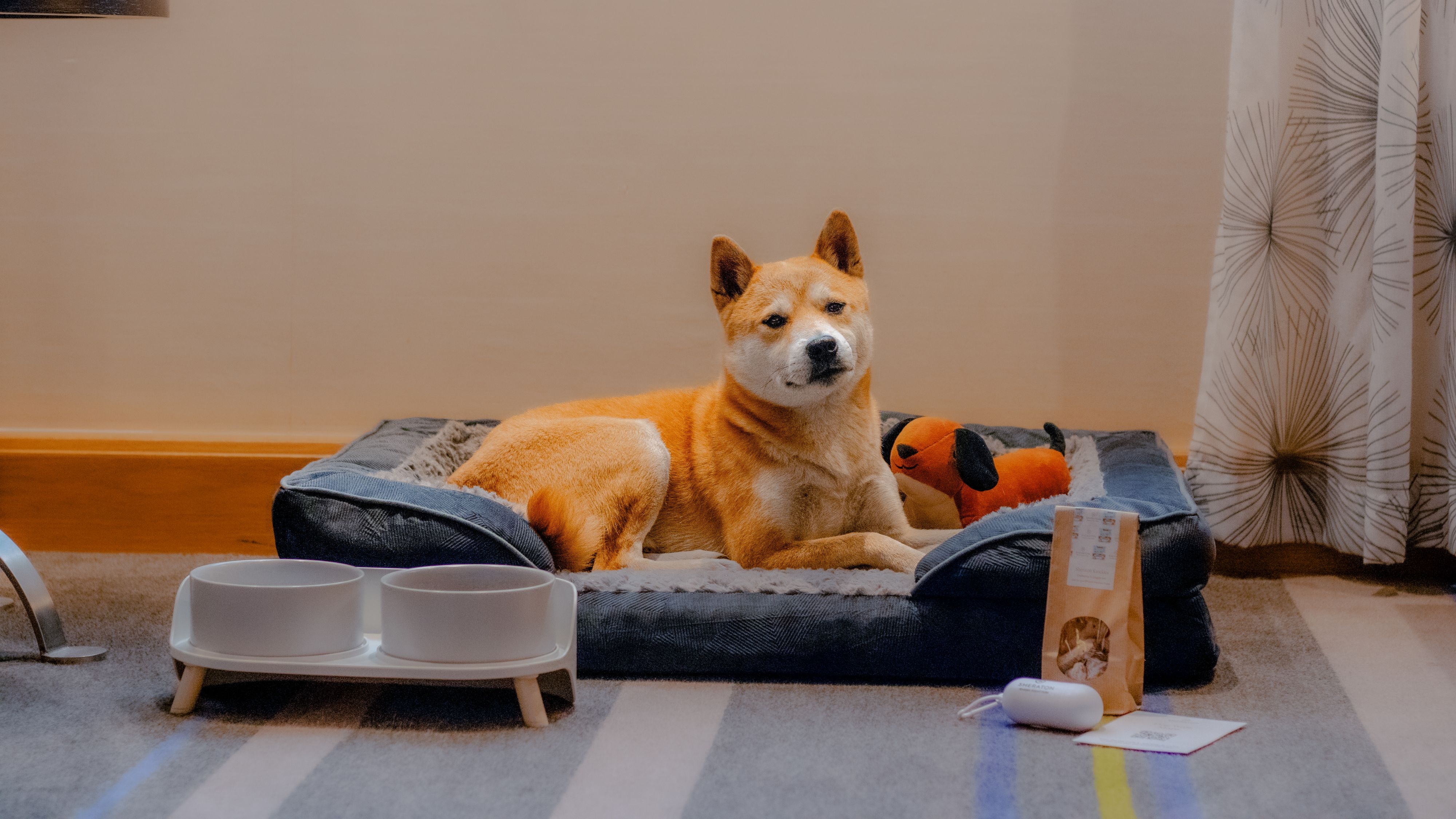 Love your dog package