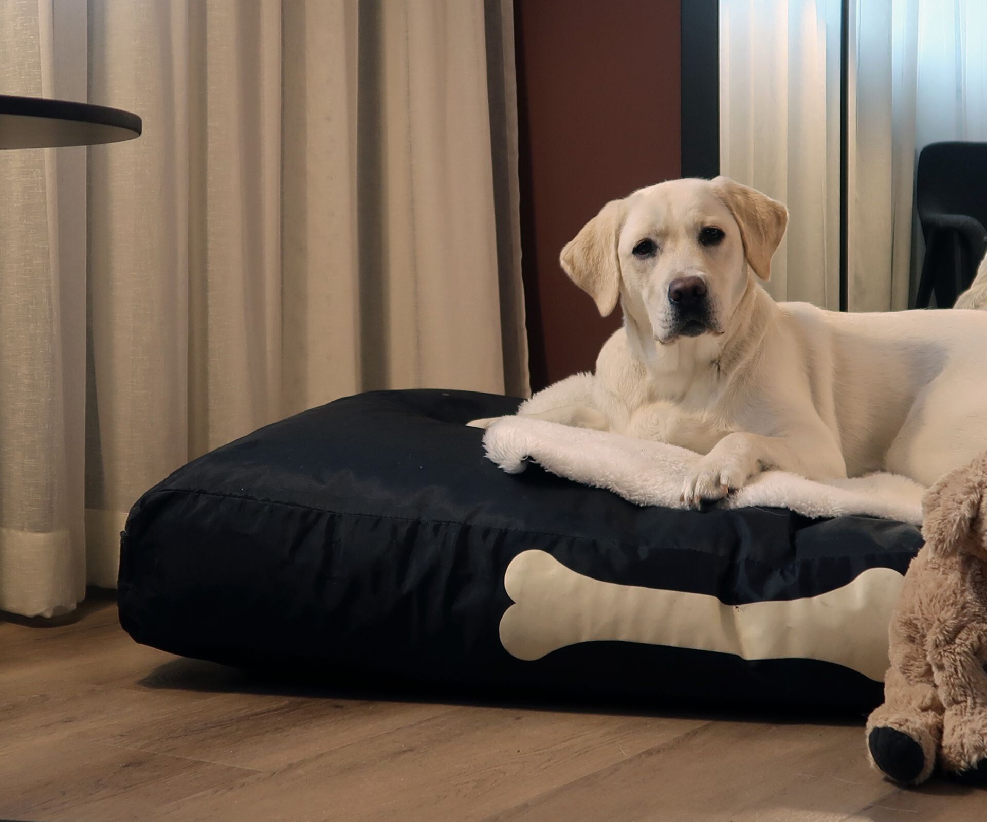 dog laying on pet bed in a guest room