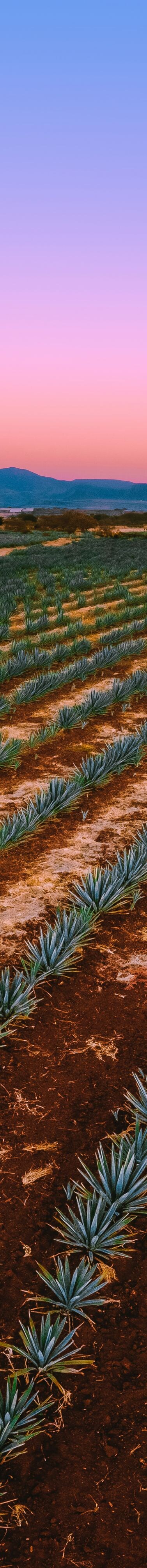 Agave fields in Guadalajara