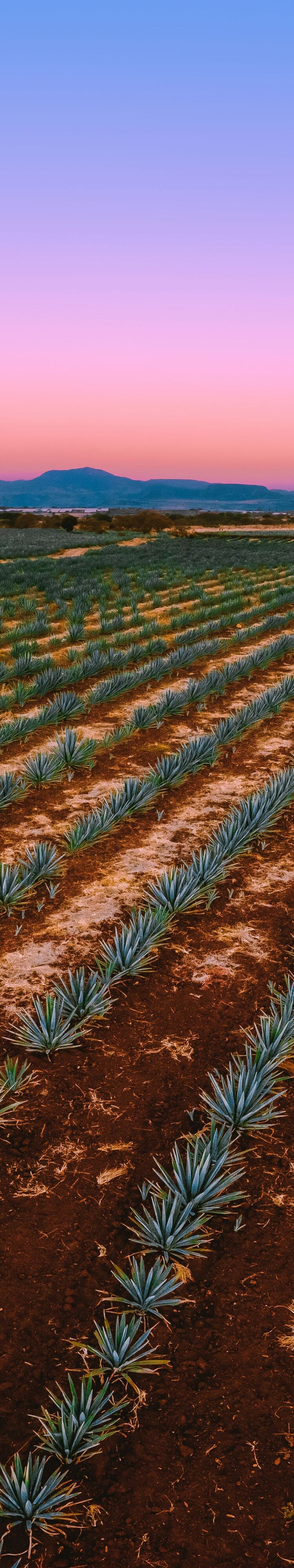 Agave fields in Guadalajara