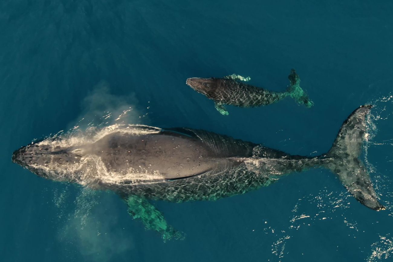 マウイ島沖の2頭のザトウクジラ