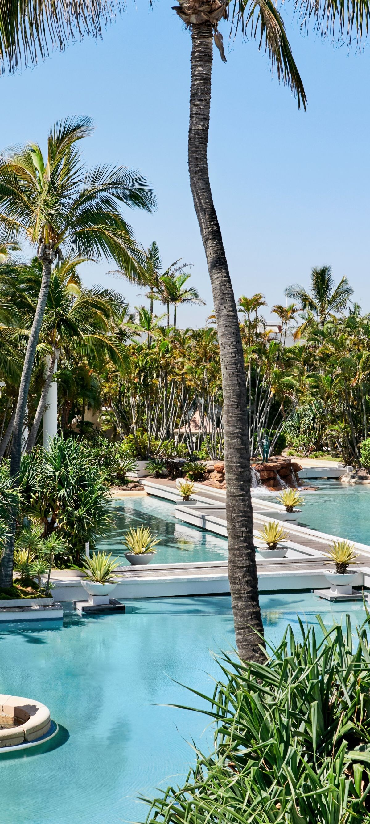 Pool view with palm trees