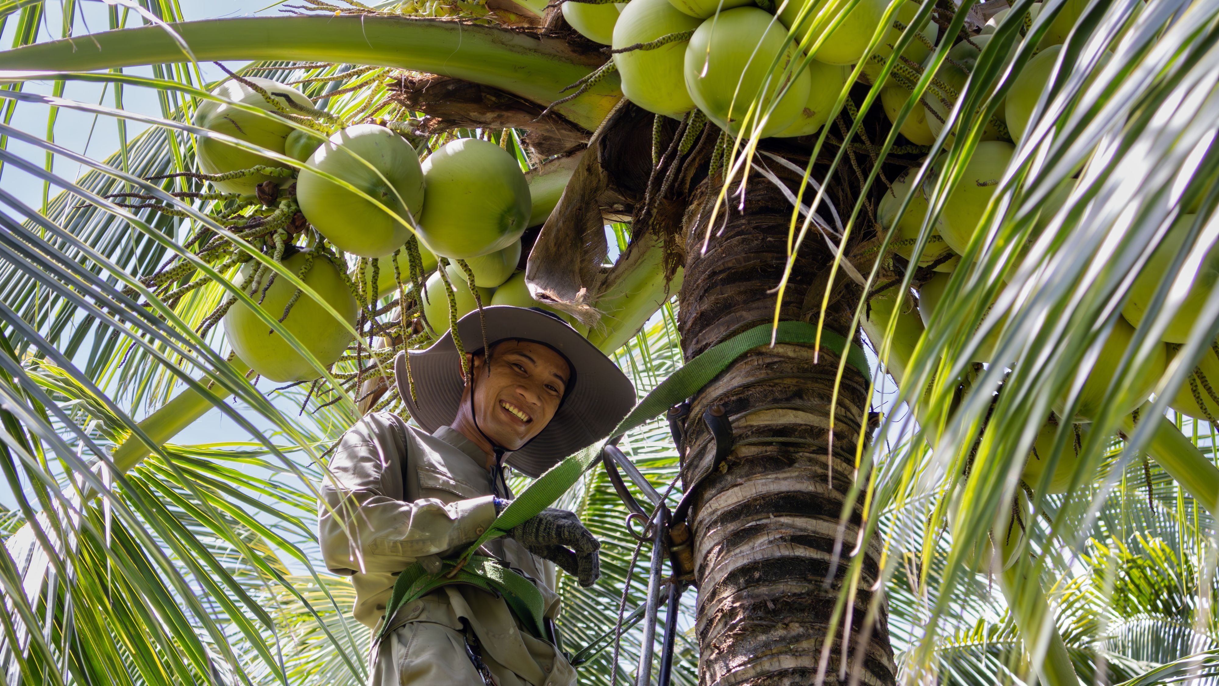 Coconut Harvesting