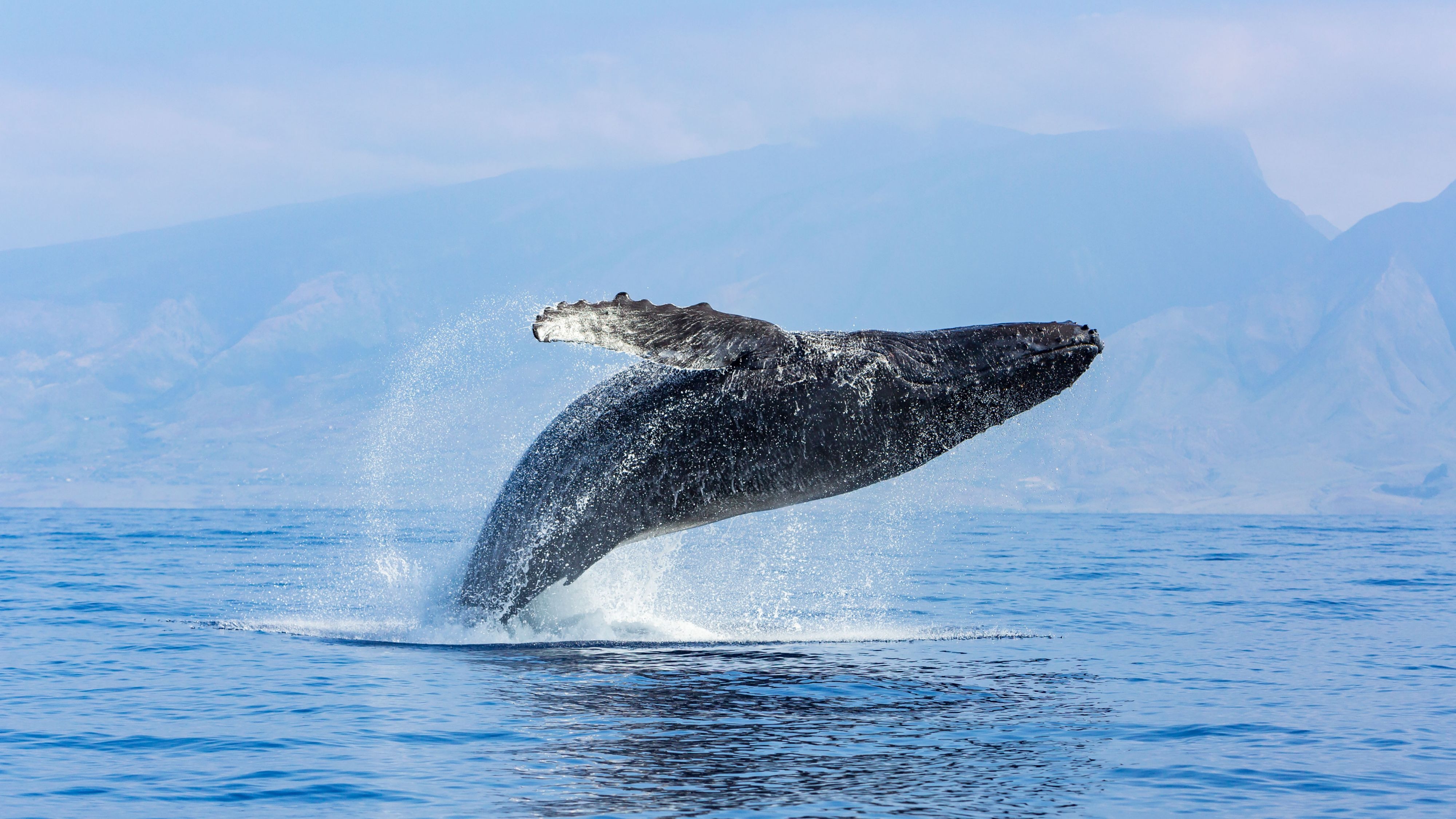 Sounds of the Ocean