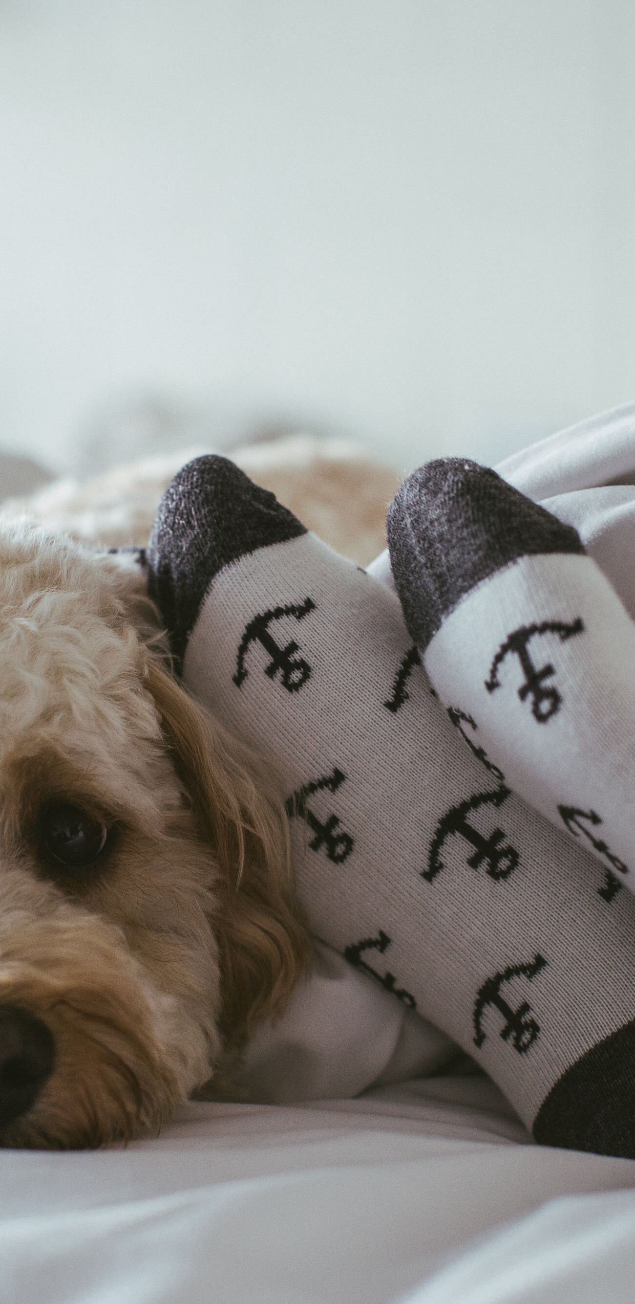 犬同伴可