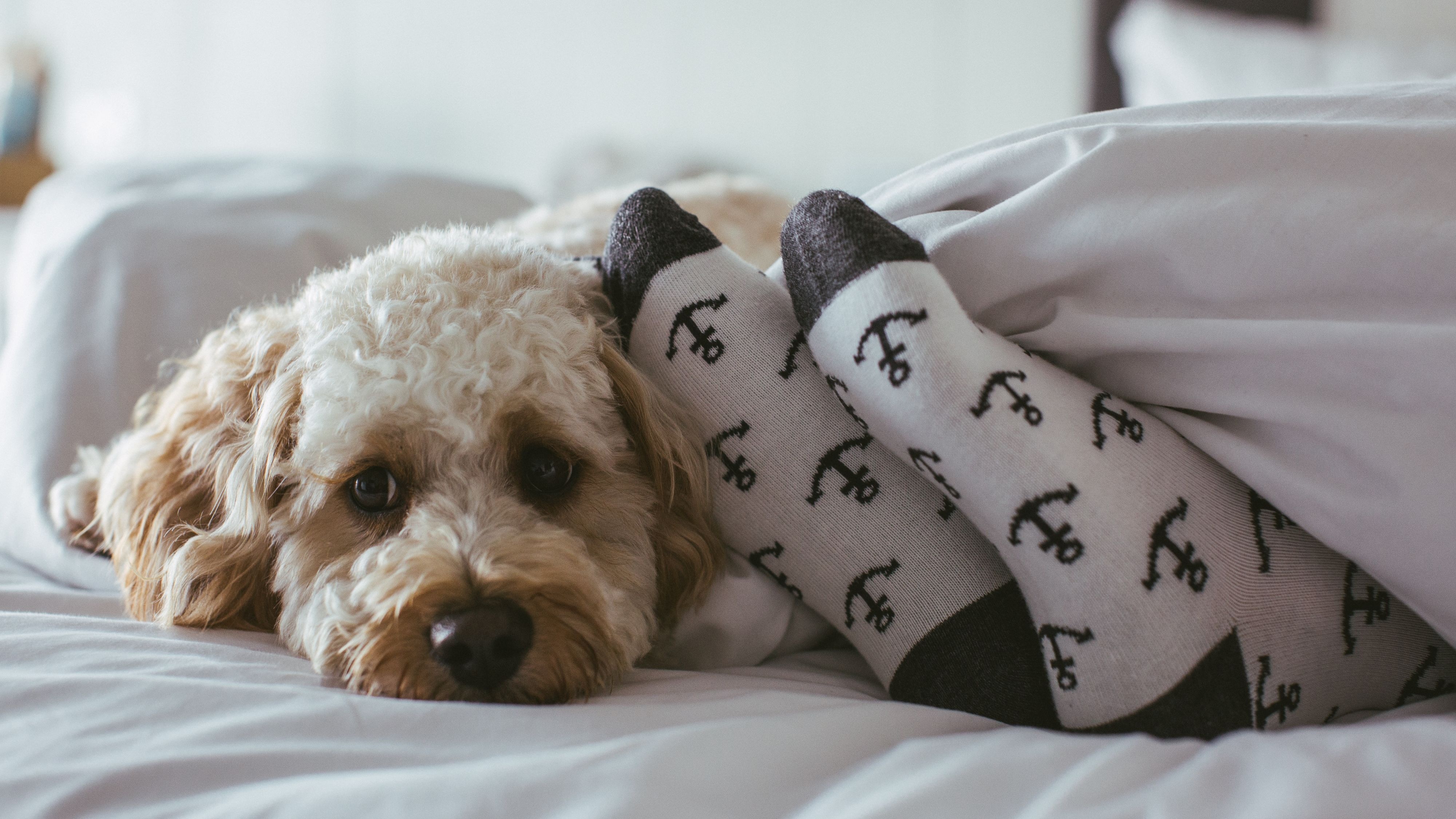 Puppy Package