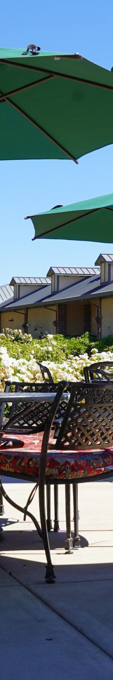 Outdoor patio seating with green umbrellas 