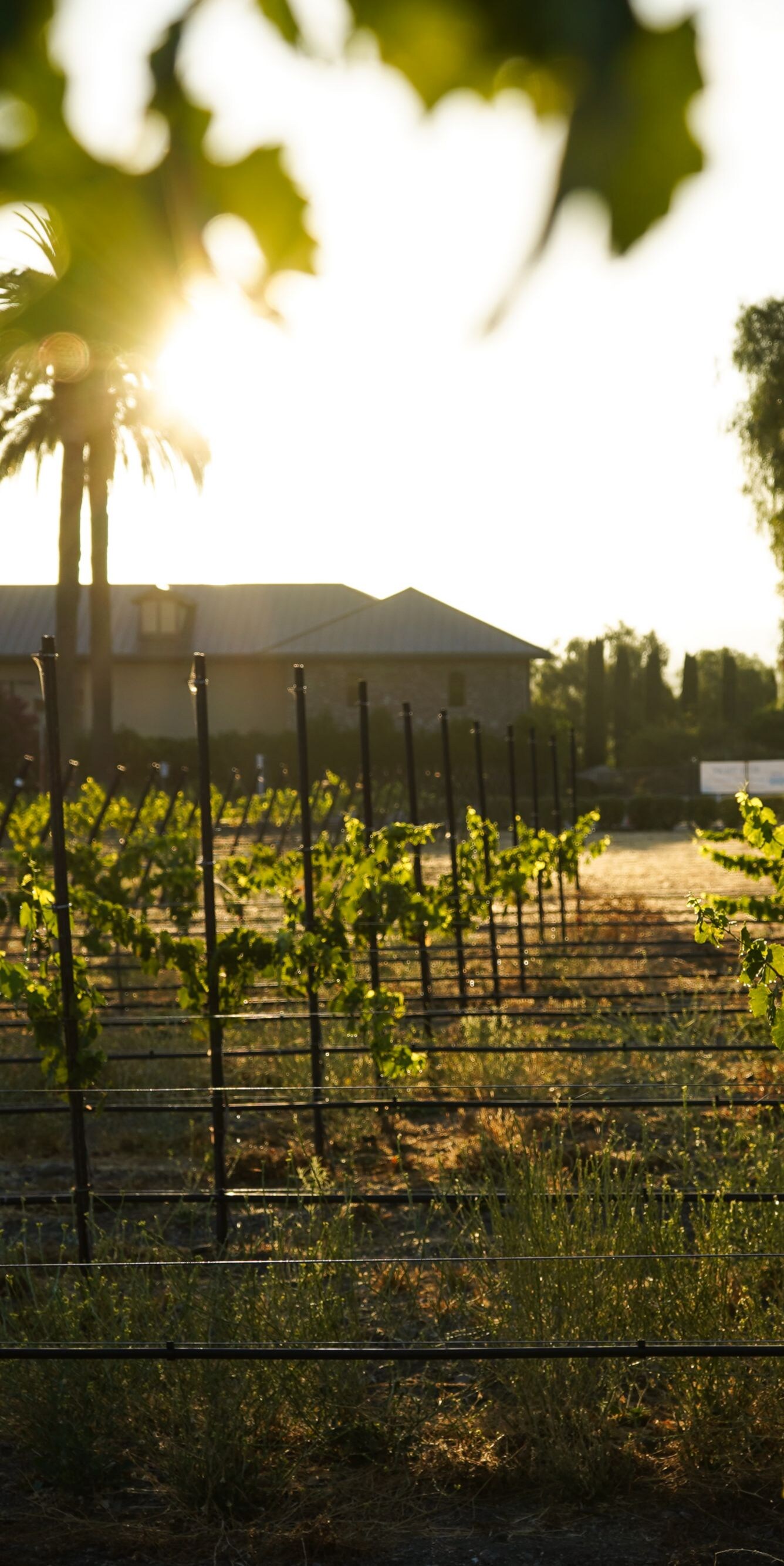 Sunlit vineyard rows at Rubino Estates Winery