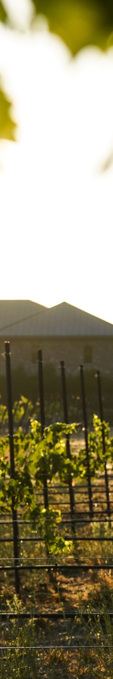 Sunlit vineyard rows at Rubino Estates Winery