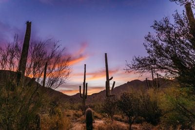 Purple saguaro sunrise