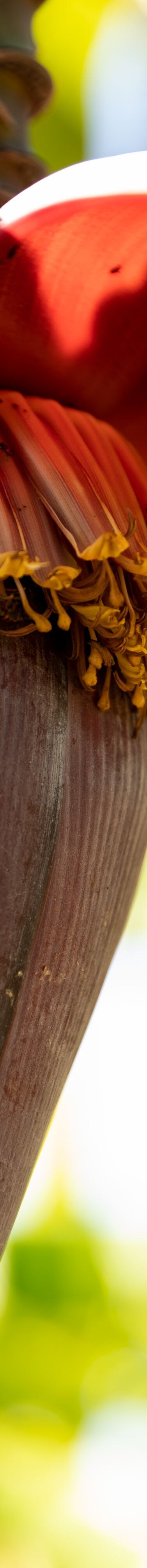 banana flower, banana leaf  67957