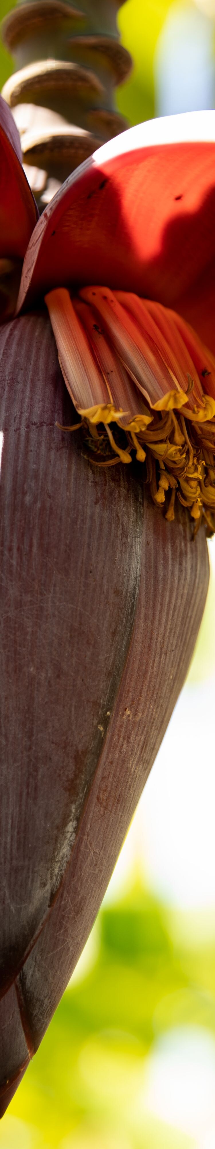 banana flower, banana leaf  67957