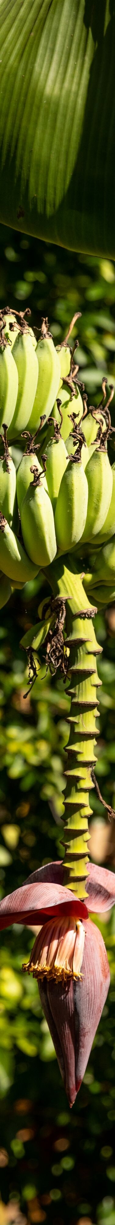 banana, banana flower, banana leaf, trees