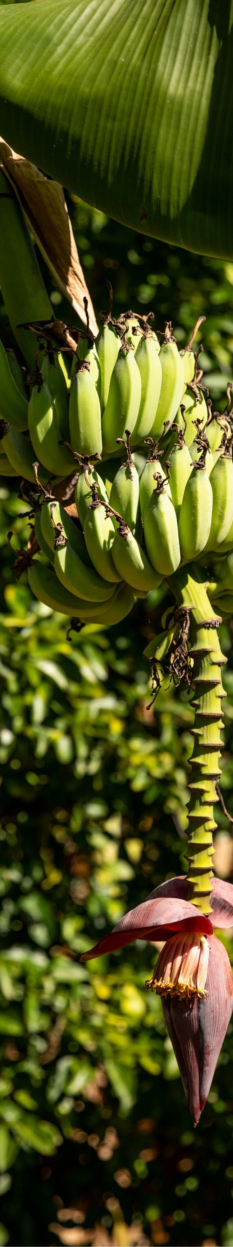 banana, banana flower, banana leaf, trees