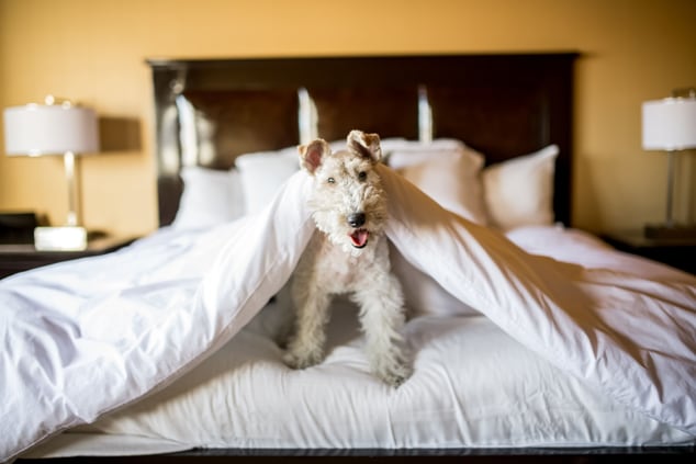 Pets are welcome in our pet friendly rooms