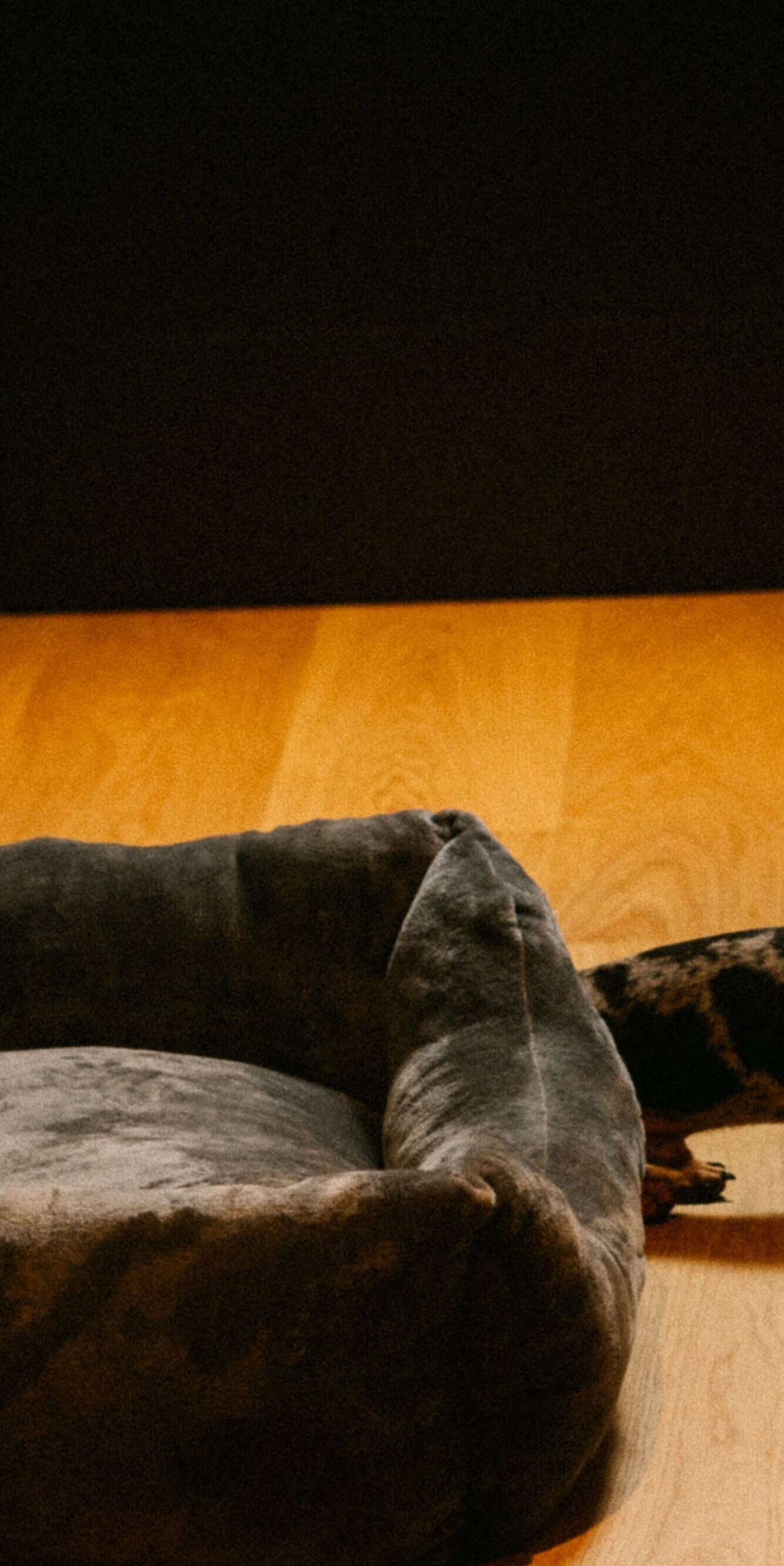Pet enjoying a hotel stay