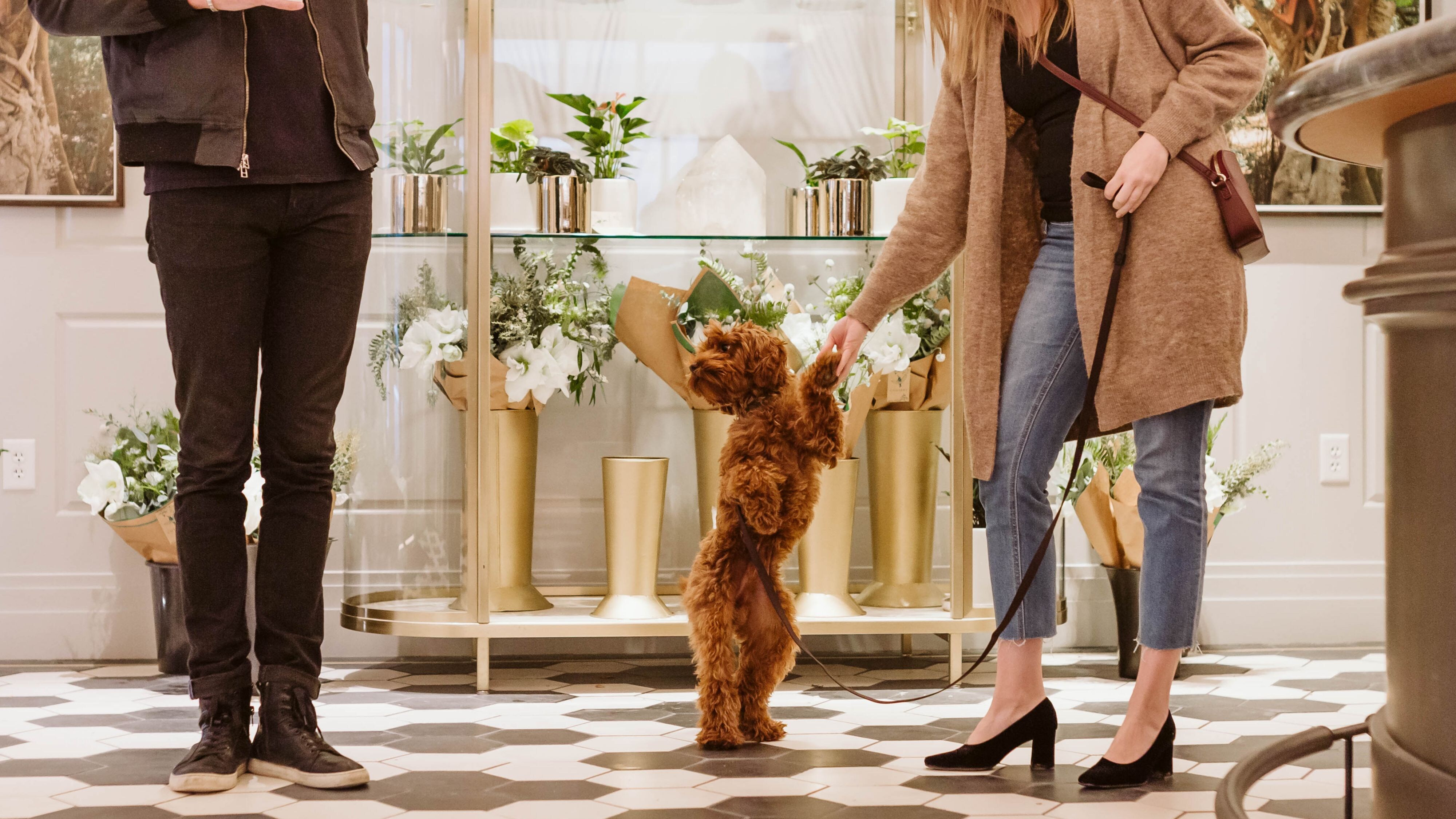 Paws & Relax: A Dog-Friendly Stay