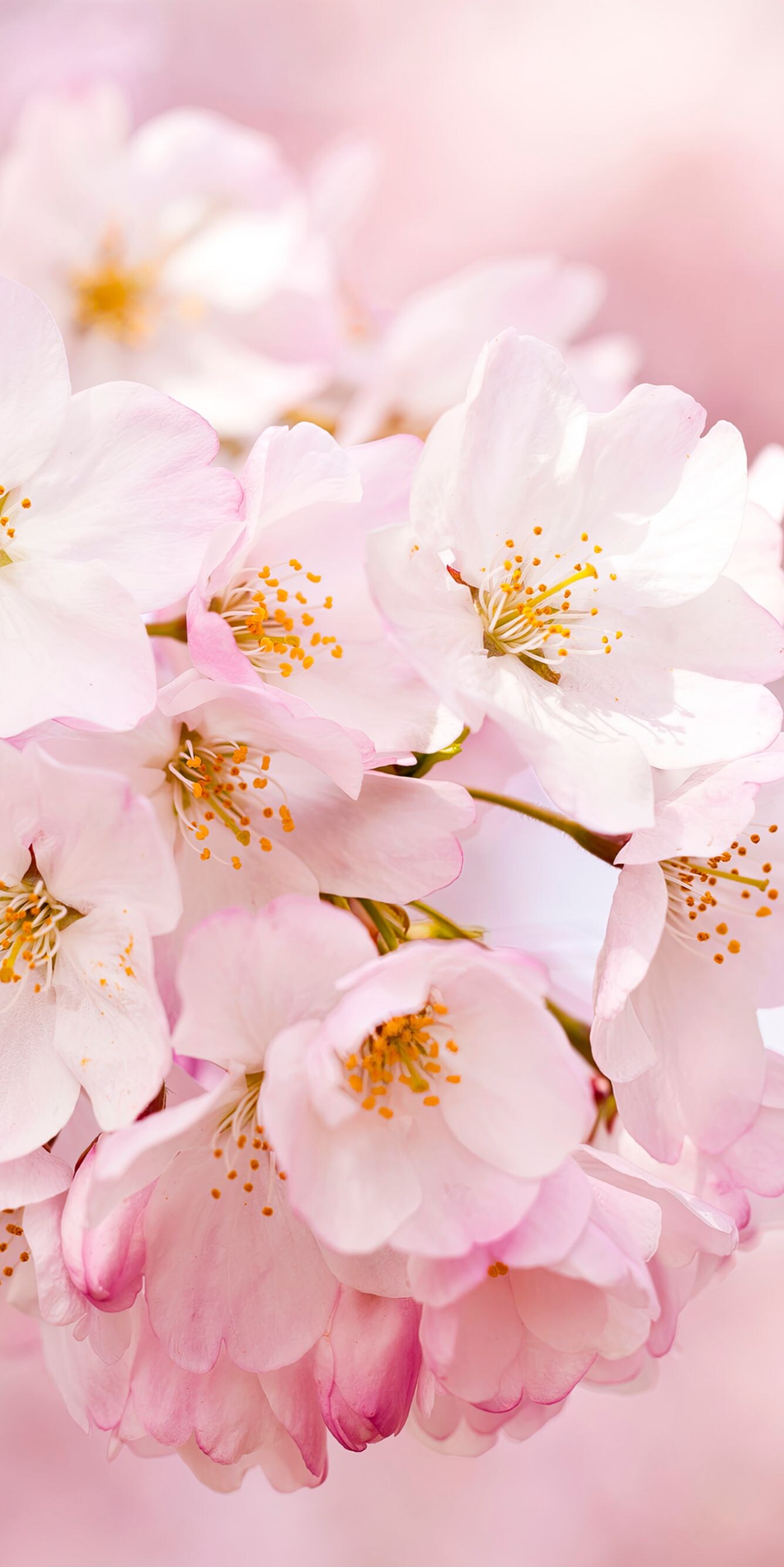 Cherry Blossoms