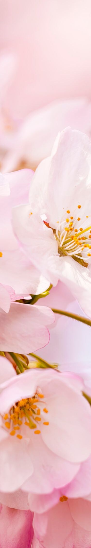 Cherry Blossoms