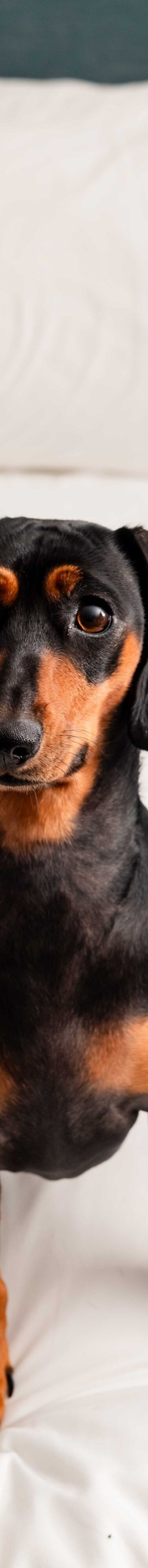 dachshund dog sitting on hotel bed