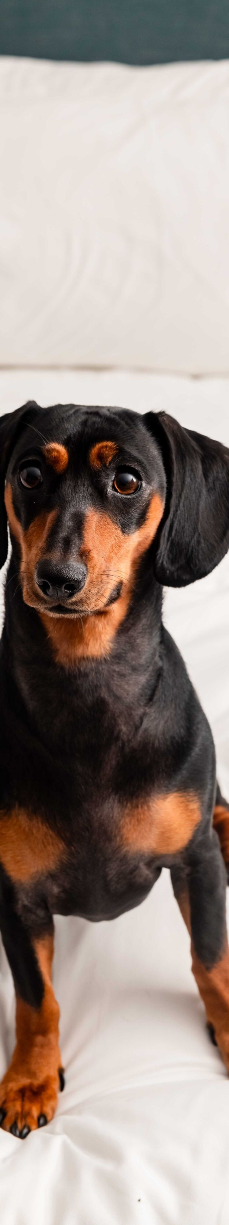 dachshund dog sitting on hotel bed