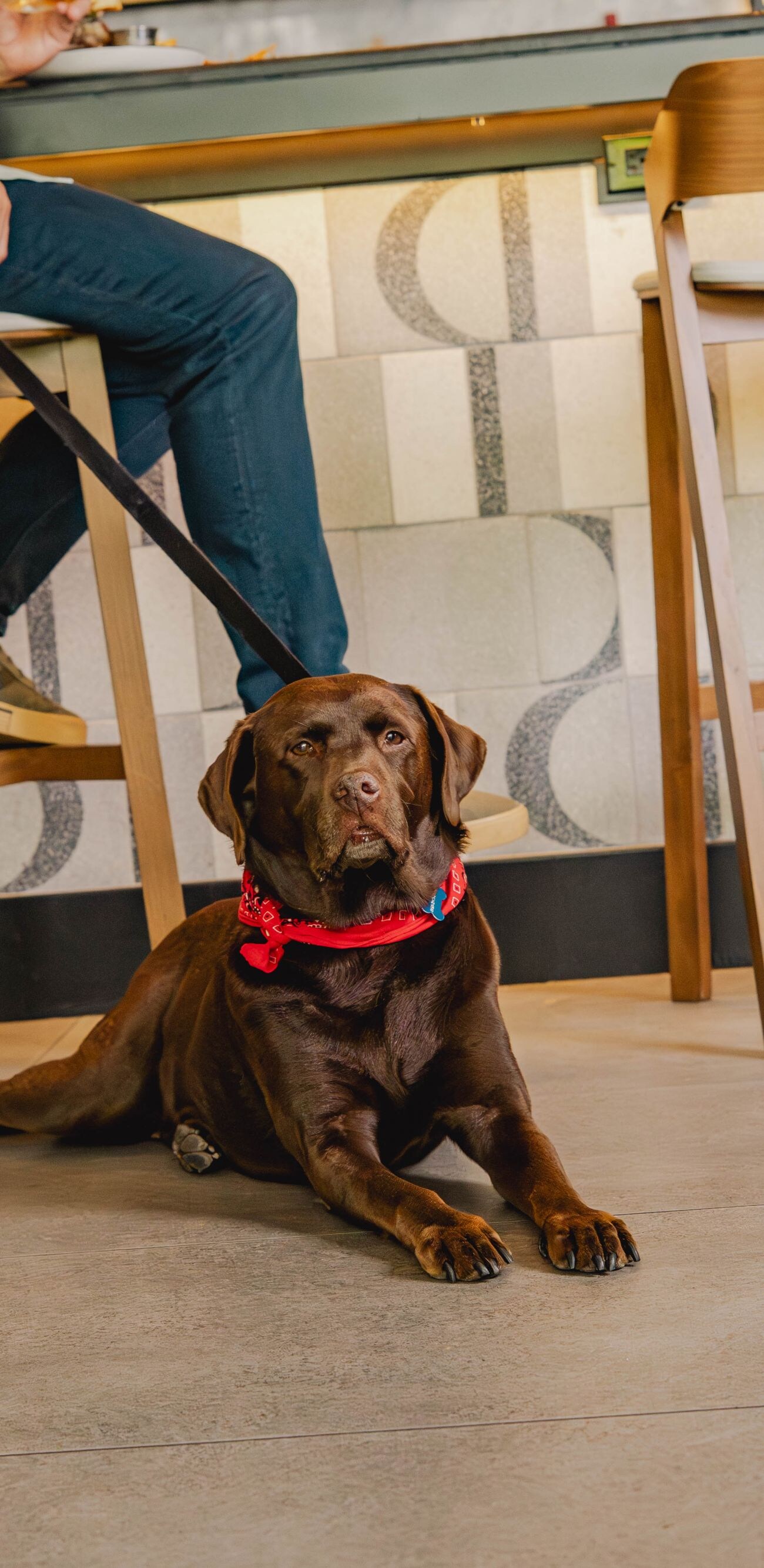 Dog on a leash beside man at the lobby bar