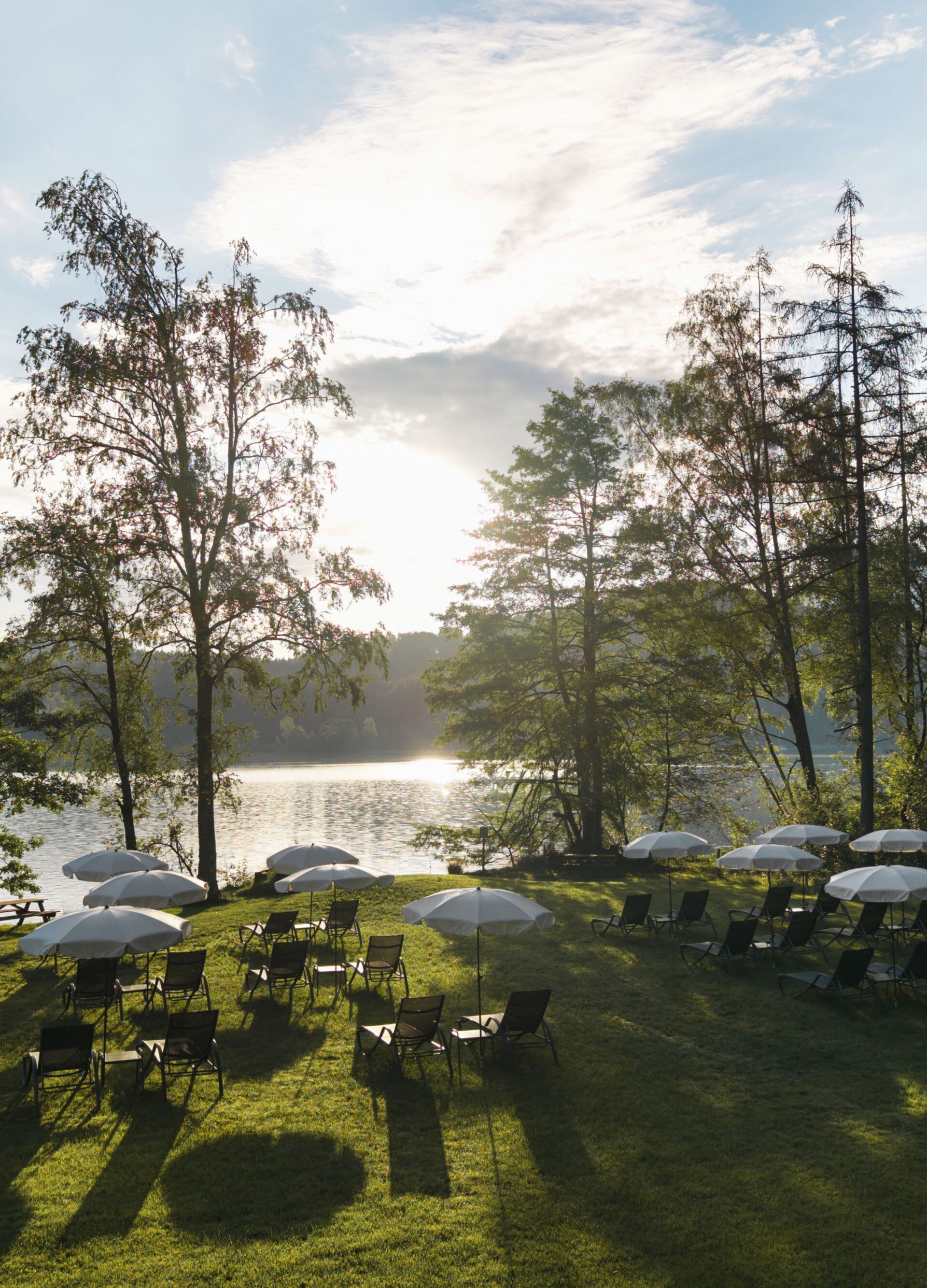 Lakeside meadow in summer light