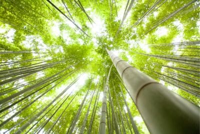 Bamboo tree in Utsunomiya