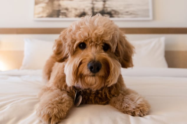 Dog laying on a hotel bed. 