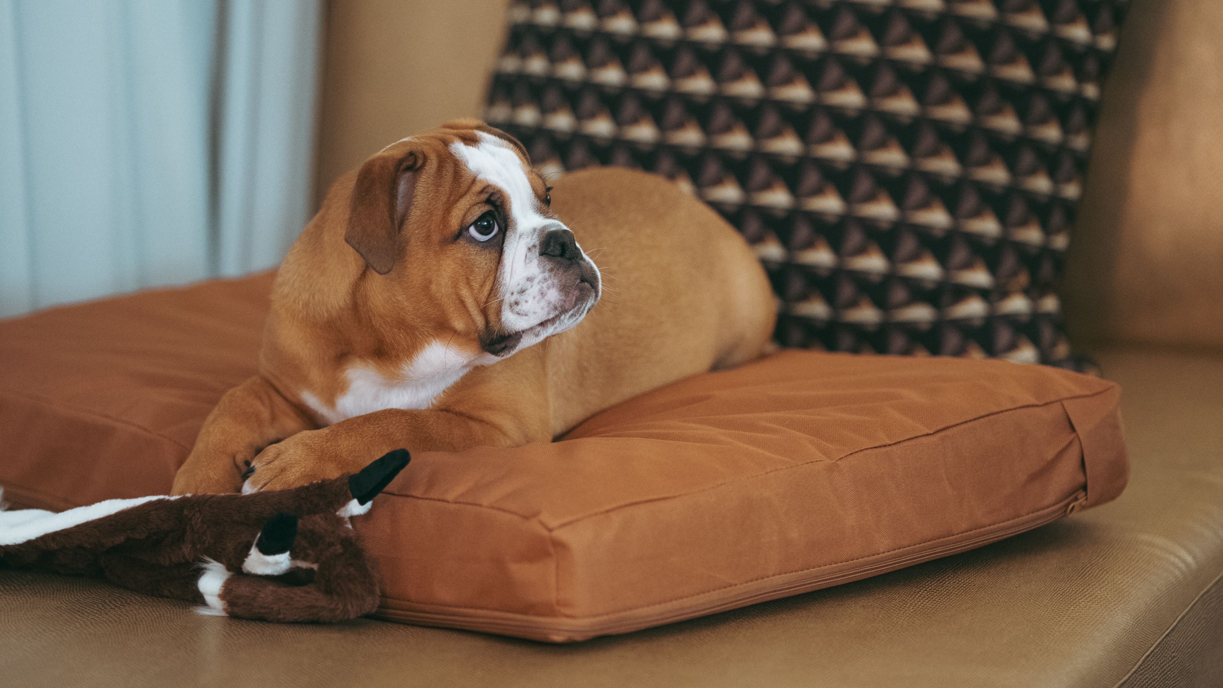 Fur-tastic Stay at W Montreal