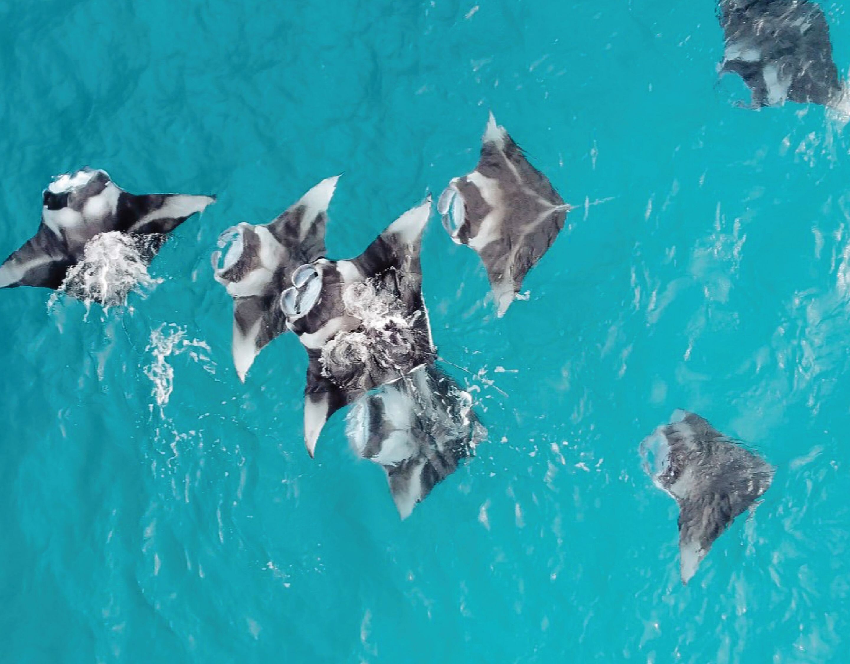 Manta ray at Hanifaru Bay