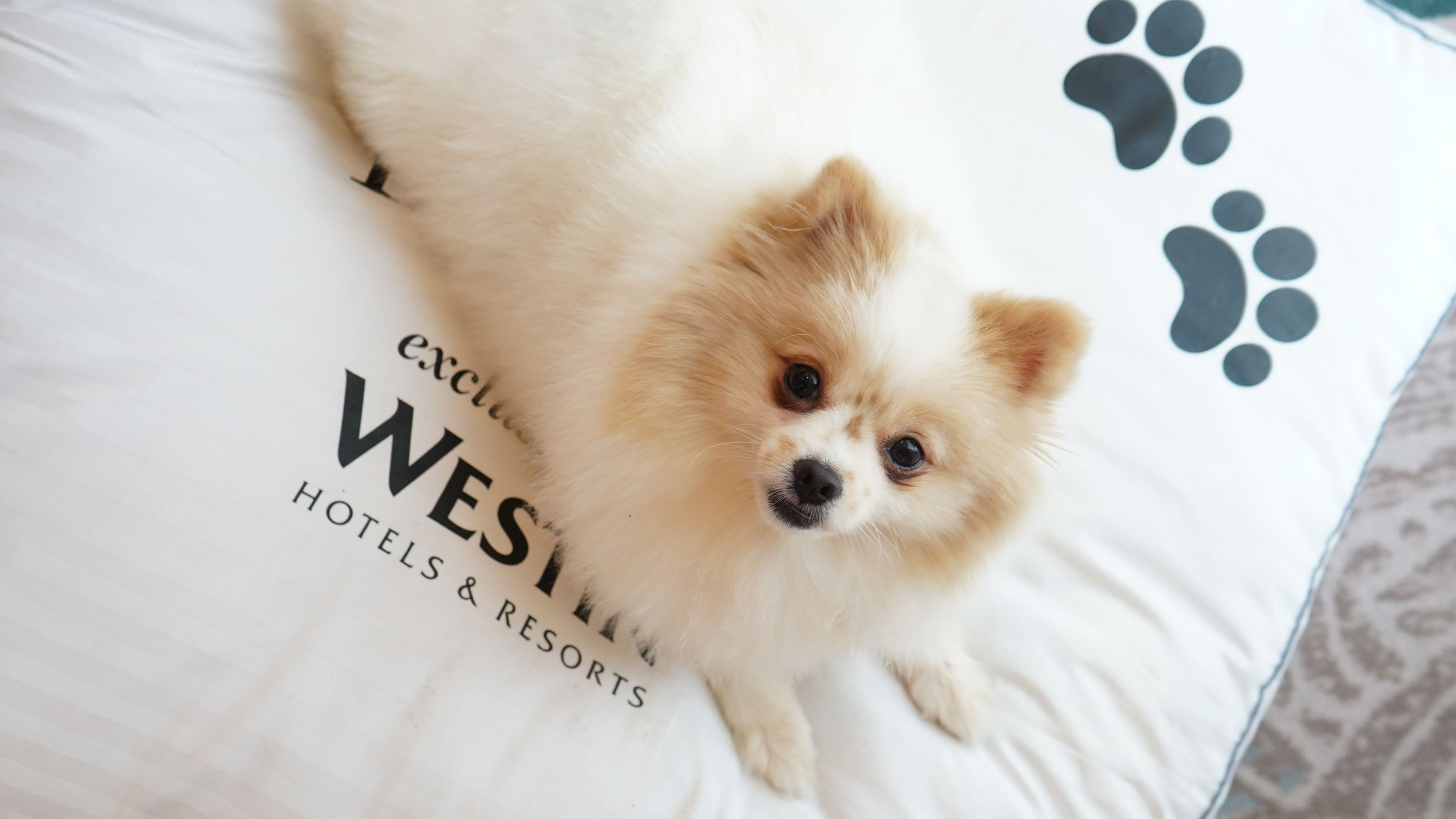Pup-tacular Room Package