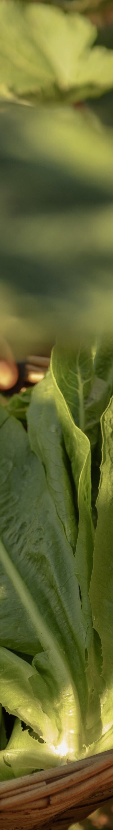 Ernte, Natur, frische Lebensmittel