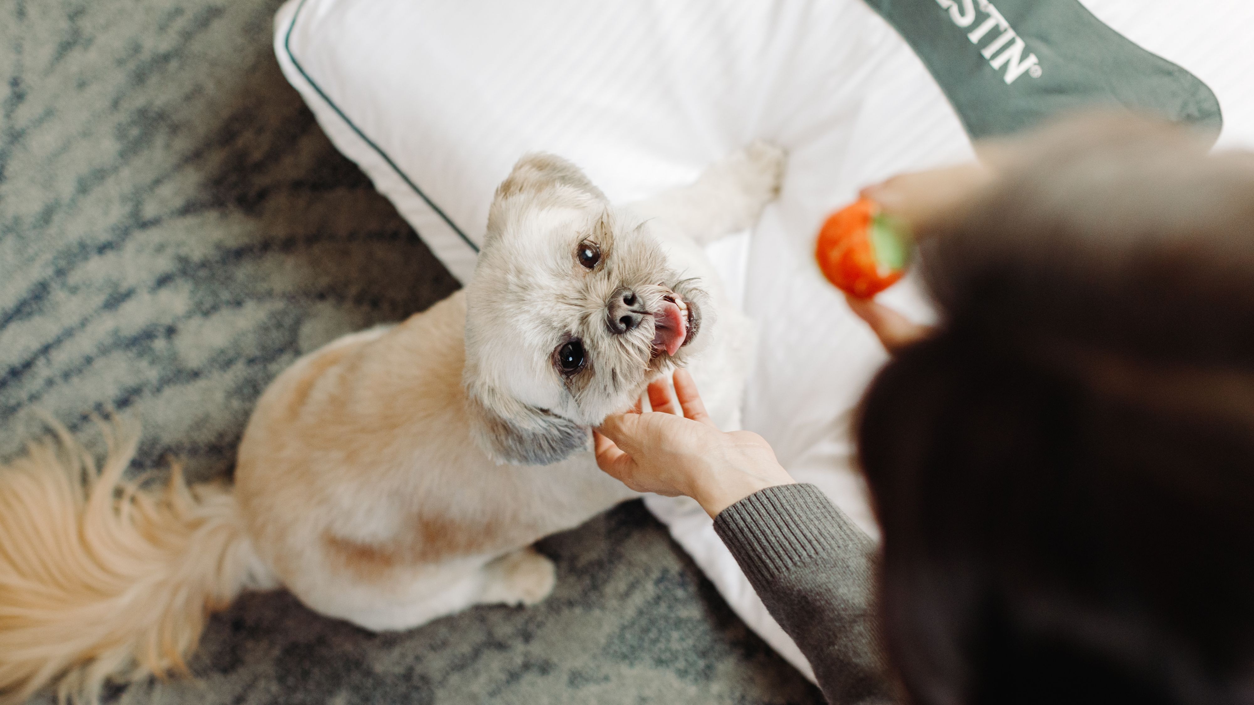 Heavenly Paws Package