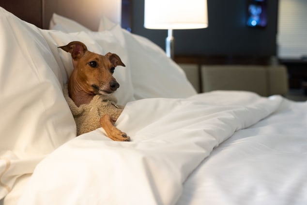 dog sleeping in queen size heavenly bed by Westin