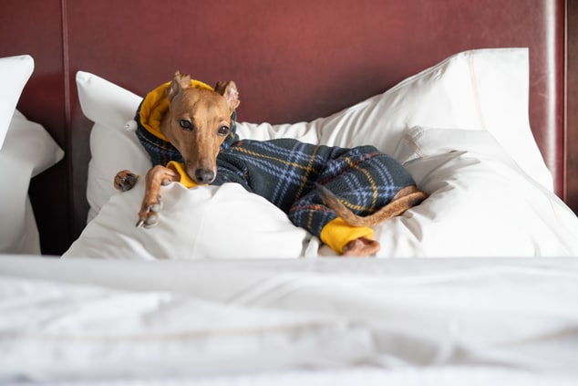 small dog lying comfortably on westin heavenly bed