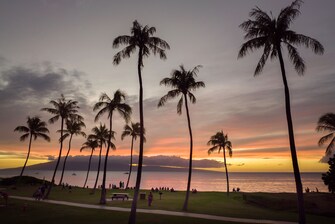 Beach and palm trees at sunset