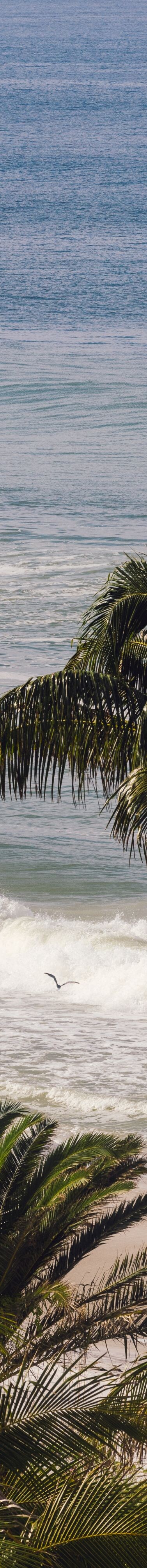 Ocean view and palm trees